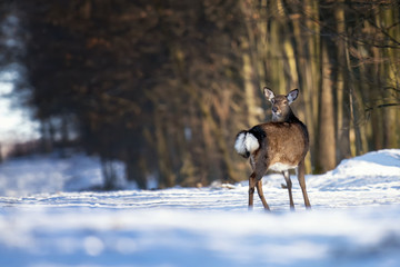 Deer standing at the edge of the woods