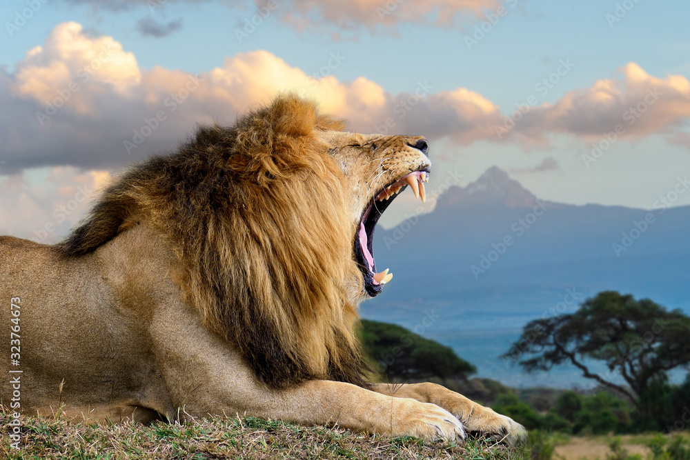 Wall mural wild african angry lion. national park of kenya, africa