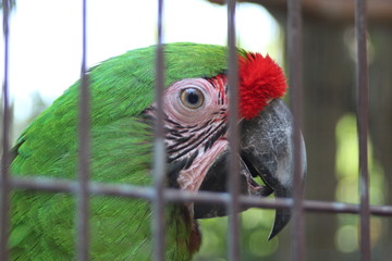 perico
