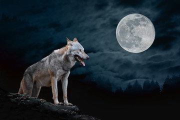 Wolf in the background of the moon