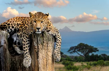 Selbstklebende Fototapete Leopard Leopard sitzt auf einem Baum