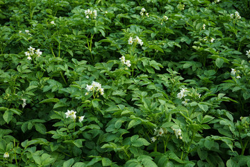 Field with flowering potatoes. White potato flowers.