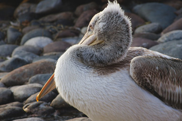 pelican in water