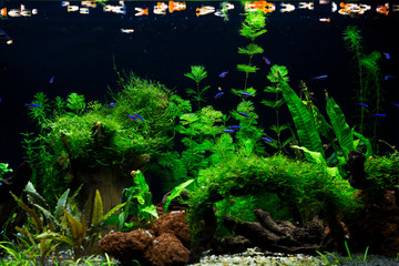 Freshwater planted aquarium