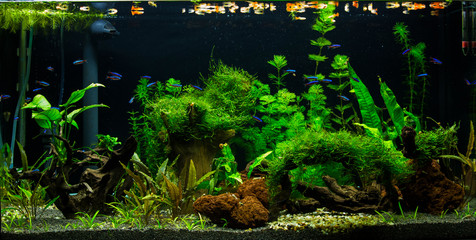Freshwater planted aquarium
