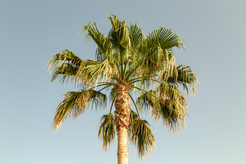 Palm tree closeup on a beautiful sunny day.
