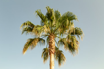 Fototapeta na wymiar Palm tree closeup on a beautiful sunny day.