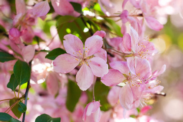 Fototapeta na wymiar blooming branch in the garden close-up
