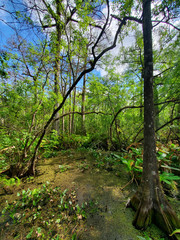 View from Boardwalk in Audobon Corkscrew Swamp Sanctuary, Florida Everglades Ecosystem - Nature Walking Trail, Ancient Tree