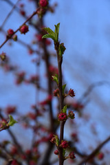 Small red buds on thin vertical twigs