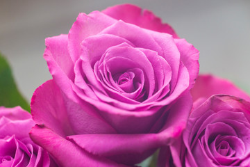 Purple rose close up