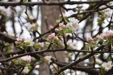 Buds and small leaves on a flowering fruit tree