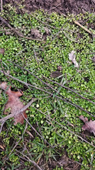 Ukrainian nature. Walk in the pine forest. Greenery and bonfire