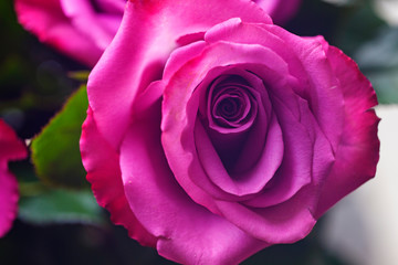 Purple rose close up