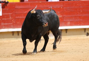 bull in the ring