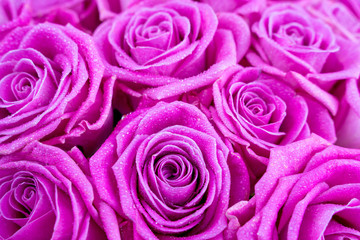 abstract background of pink roses