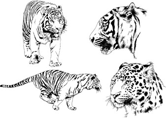 set of vector drawings on the theme of predators tigers are drawn by hand with ink tattoo logos