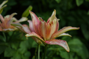 The flower is a pink-yellow lily with droplets of dew on the petals.