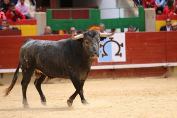 bull in the ring