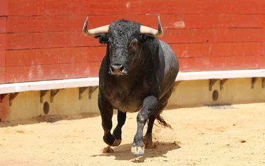 Gordijnen bull in the ring © Antonio