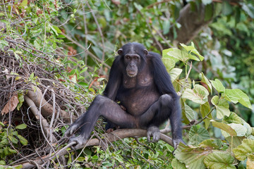 Chimpanzee (Pan troglodytes)