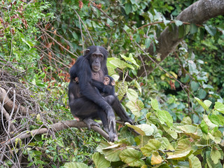 Naklejka na ściany i meble Chimpanzee (Pan troglodytes)