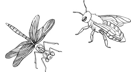 Dragonfly and bee vector black and white
