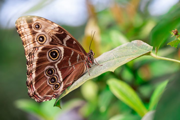 butterfly with closed wings perched on a leaf
