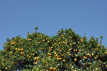 Fruit bearing California orange trees under a bright blue sky in winter