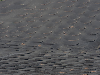 A dark volcanic landscape has many semi circular walls made of volcanic rock,The walls are protection from wind in the vineyard.Lanzarote.Spain