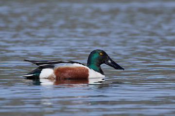 Northern shoveler (Spatula clypeata)