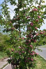Fototapeta na wymiar A young hawthorn tree bloomed by the side of the road