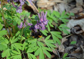 Corydalis flowers, perennial herb, primroses in spring in deciduous forest