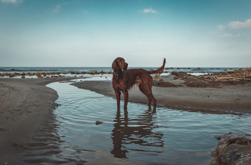 Dog Irish Setter wet on the shore of a rocky beach