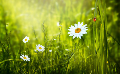 Mysterious spring or summer eco background with blooming daisies chamomile flowers blossom on fresh clean green lawn and red ladybug sitting on blade of grass on a sunny day and shining light sun ray © julia_arda