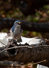 Blue jay eating a peanut on a sycamore branch rj styles stock photography