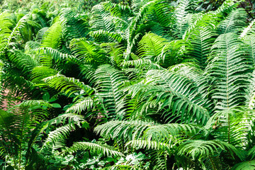 natural tropical leaves in forest. green eco background