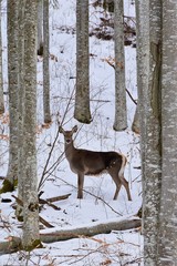 a deer in the winter forest