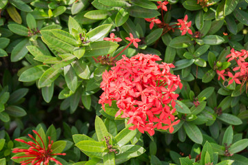 Fototapeta premium bright tropical flower on a background of stormy greenery