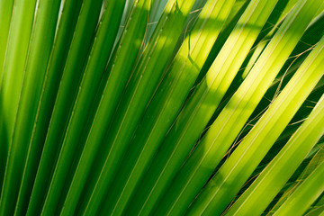 palm leaf green texture for background