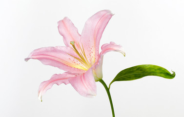 pink lily