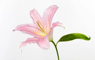 Foto op Plexiglas pink lily © didem