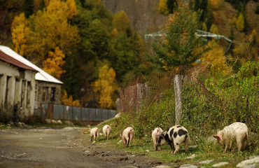 Autumn in small Georgian village. Pigs walking on earth road on background of low stone houses and colorful trees