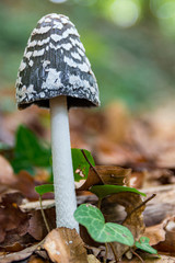 Mushroom in the Garrotxa forest, Catalonia, Spain.