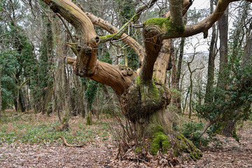 arbre tortueux