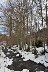 a brook among the trees in winter