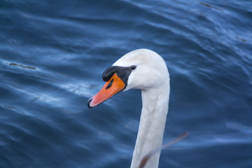 Fototapeta premium Swan swimming on a lake