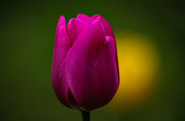 Tulip in Spring