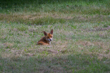 Red fox, Vulpes vulpes, in the meadow, wildife, Germany
