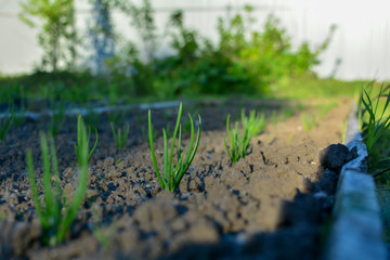 Young shoots in the spring garden. Young onion sprouts.